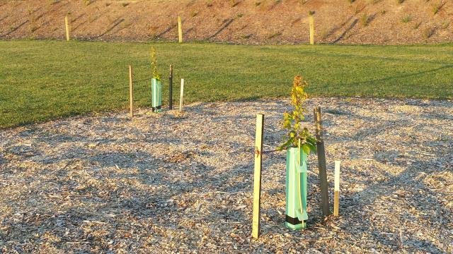 2015.11.26 Small trees and expressway planting. Cambridge Tree Trust